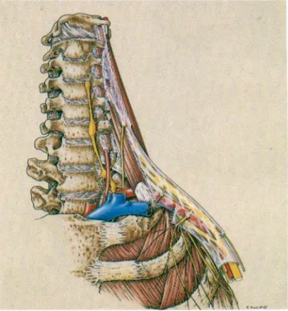 FIGURE 5 SHEATH AROUND THE PLEXUS  