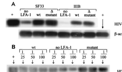 FIG. 1. Virus DNA detected in J�cells. Positive controls (cluded in each experiment. (B) In a separate experiment, HIV-1 GagDNA was ampliﬁed from diluted lysates of IIIB-infected JAn HIV-1 Gag control (JThese viruses were originally produced in JPCR and So