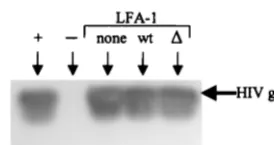 FIG. 3. Virus replication in J�type, mutant, or no LFA-1. Jand p24 production in 22.7 transfectants expressing wild-�2.7 cells were infected with SF33 or IIIB, � 106 cells was measured by enzyme-linkedimmunosorbent assay over time.