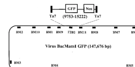 FIG. 1. vBMGFP and relative positions of 12 regions ampliﬁed inPCRs. To generate vBMGFP, insert sequences carried on shuttle plas-
