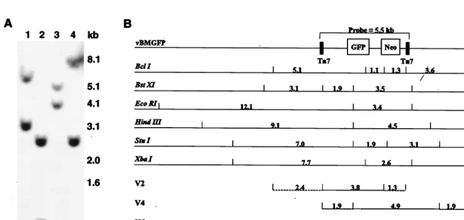 TABLE 1. PCR analysis of vBMGFP-transduced CHO cells