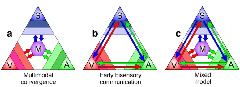 Figure 2. Models of multisensory processing. The three points of the largest triangle represent the somatosensory (S), visual (V), and auditory (A) streams