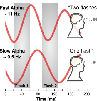 Figure 3. Individual alpha frequency. Individuals with higher alpha frequency have finer temporal resolution and thus can successfully segregate two successive presented flashes