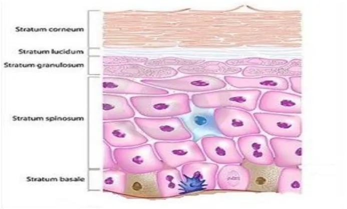 Figure 2: Structure of epidermis 