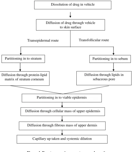 Figure 4: Events governing percutaneous absorption 