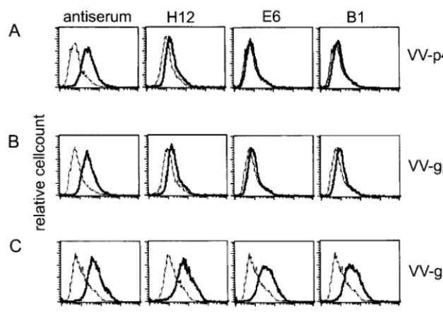 FIG. 3. Intracellular staining of CRL cells infected with different VV-BDV recombinants and stained with either a BDV-speciﬁc hyperimmuneserum or the different monoclonal antibodies H12, E6, and B1 (solid line) or with secondary FITC-labeled goat anti-rat antibody alone (dotted