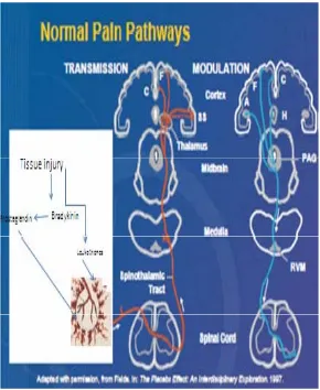 Fig. 4: Normal pathways of pain 