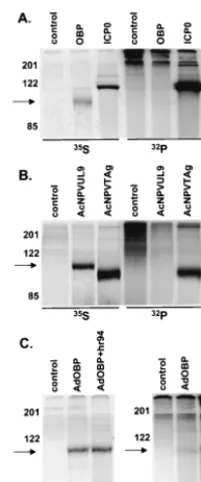FIG. 4. OBP synthesis and phosphorylation in 293T, Sf9, and Verocells. (A) 293T cells were transfected with a GFP-expressing plasmid