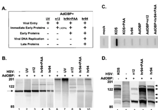 FIG. 5. Phosphorylation of OBP is dependent on E proteinsynthesis. (A) Chart indicating patterns of HSV gene expression