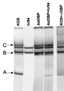 FIG. 7. Phosphatase treatment alters the electrophoretic mobilityof OBP-containing complex C bound to site I