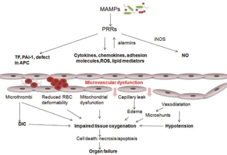 Figure 3-Mechanism for sepsis induced liver failure; MAMPs-Microorganism-associated molecular patterns,PRRs-pattern recognition receptors