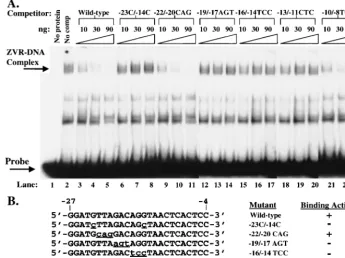 FIG. 3. The cellular factor ZVR recognizes bases within the �by incubation of 6B as competitors and approximately 1 ng of theelectrophoresis in a native 4% polyacrylamide gel