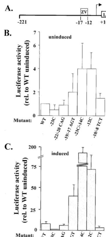 FIG. 5. Correlation between binding of ZVR and repression fromthe BZLF1 promoter. (A) Structure of the wild-type reporter plasmid