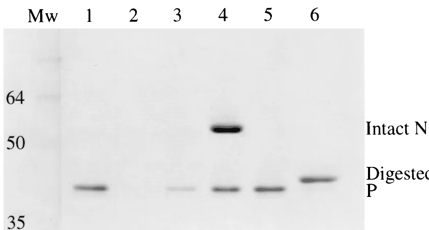 FIG. 1. Rabies virus P binds to intact but not to trypsin-treated nucleocapsids. The SDS–12% polyacrylamide gel shows supernatant (lanes 1,3, and 5) and pellet fractions (lanes 2, 4, and 6) from centrifugation through sucrose cushions of P protein alone (lanes 1 and 2), P mixed with intact