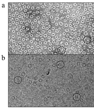 FIG. 2. Comparison of negative staining with ammonium molybdate (a) and cryo-EM (b) images of recombinant rabies virus N-RNA rings