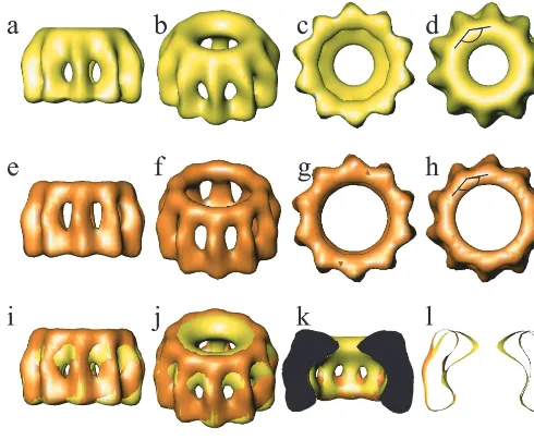 FIG. 4. 3D reconstructions of native (yellow) and digested (orange) N-RNA rings. The maps are shown in side views (a and e), tilted views (band f), and end views from the bottom (c and g) and from the top (d and h)