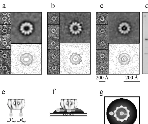 FIG. 5. Visualization of P bound to N-RNA rings by negative staining with sodium silicotungstate