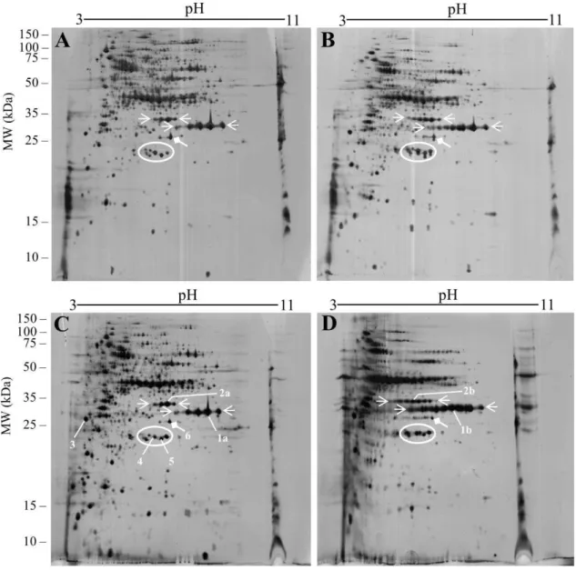 Fig. 2  – 2-D gels of control (A and C) and PDT-treated  C. albicans  with light fluences of 3 J  cm -2  (B) and 10 J cm -2  (D)