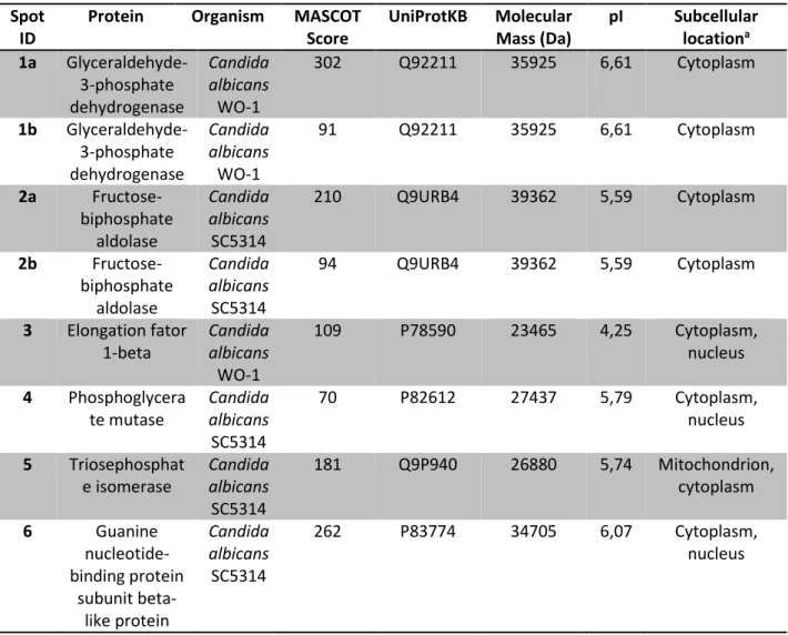 Table 1 – Protein identification by MALDI-TOF/TOF MS/MS. Spot ID can be visualized in  Figure 2 