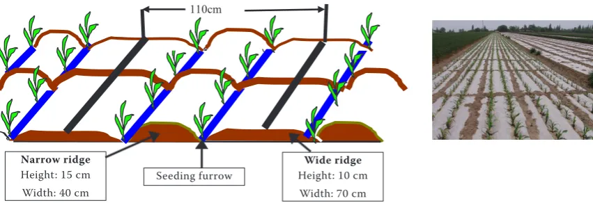 Figure 1. Field layout of furrow-planting with completely mulched alternate narrow and wide ridges 
