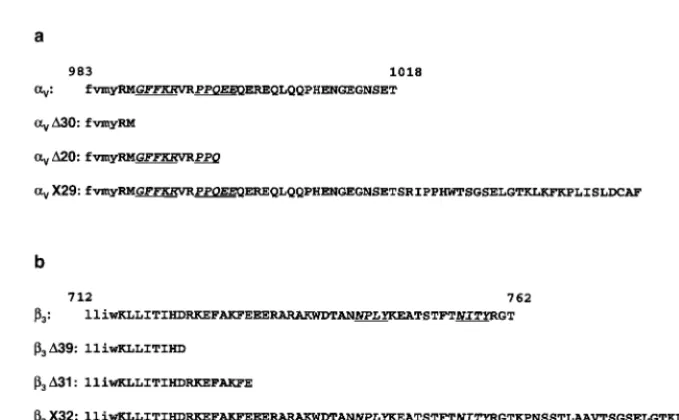 FIG. 1. Predicted amino acid sequences of wild-type and altered integrin subunit cytoplasmic domains