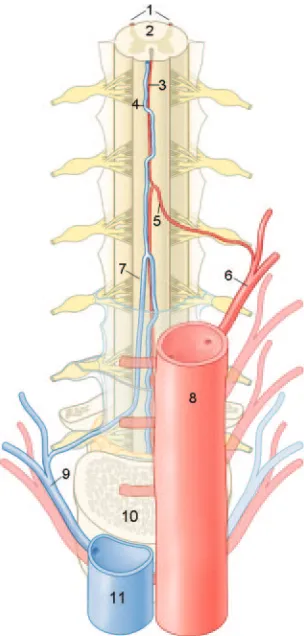 Fig 1. Anatomic drawing of a coronal view on the arteries and veins of the thoracolumbar10spinal cord