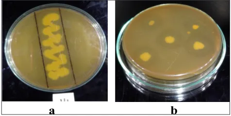 Fig. 1: Proteolytic activity of SSB2 (a) Spread inoculation (b) Spot inoculation