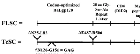 FIG. 2. Expression of single-chain complexes. 293 cells were transiently transfected with pEF6-FLSC or pEF6-TcSC
