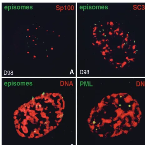 FIG. 2. Localization of EBV genomes during latency. The upper corner of each image shows the color used for labeling of the respective protein or DNA