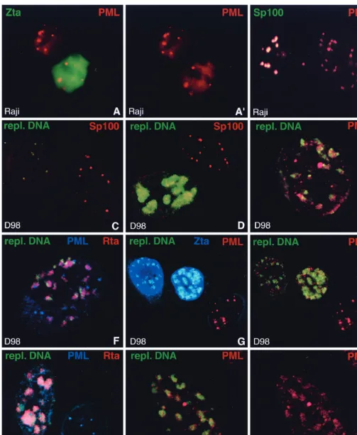 FIG. 4. Behavior of PML upon EBV reactivation compared to Sp100. (A and A�ND10 proteins, PML often remains concentrated in ND10 in Zta-positive cells