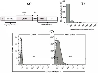 Fig. 1. Schematic presentation of NBPII-CAR, kill curve for geneticin in Jurkat cells, and NBPII-CAR expression on Jurkat cells
