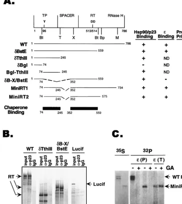 FIG. 1. RT sequences required for chaperone association, binding, and protein priming