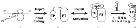 FIG. 6. Model of RT folding and activation by cellular chaperones. Thenascent RT polypeptide (I) exiting the translating ribosomes is ﬁrst recognized by