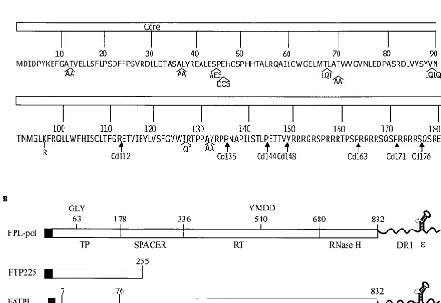 FIG. 1. (A) Amino acid sequence of the core gene. Insertions within the core gene are illustrated with the inserted amino acid sequence in single-letter code