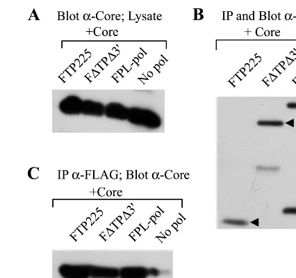 FIG. 2. Interaction of core with the TP and RT domains of Pol. Insect cellswere coinfected with baculoviruses expressing core and a Pol construct