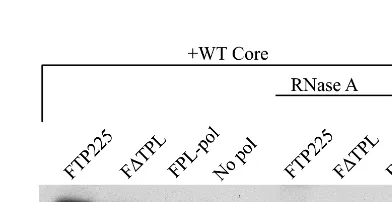 FIG. 3. Core does not interact with the FLAG epitope on Pol. (A) Insectcells were coinfected with baculoviruses expressing WT core and the HCV