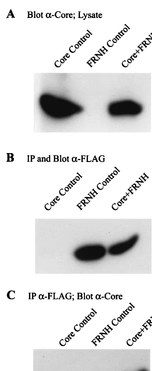 FIG. 13. Core interacts with the RNase H domain. Insect cells were coin-fected with baculovirus constructs expressing FRNH and WT core