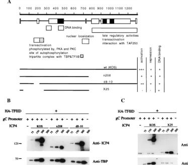 FIG. 5. Effect of wt and mutant ICP4 proteins on the recruitment of HA-TFIID complexes to gC promoters