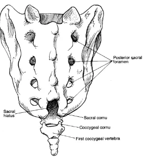 Figure 1: Anatomy of sacrum and hiatus 