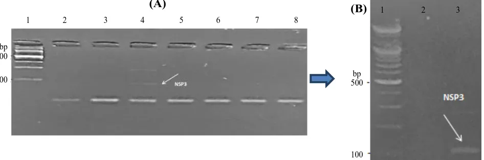 Fig. 1. Agarose gel electrophoresis of PCR-amplified products of rotavirus species-specific primers (NSP3) using: (A) 2% agarose:lane 1, 100 bp DNA size marker; lane 2, no template (negative) control; lanes 3-8 the examined sample