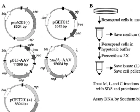 FIG. 1. Plasmids and lysis procedure. (A) Maps of plasmids. AAV2 terminalrepeats are drawn as black boxes