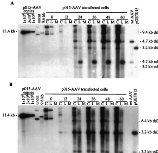 FIG. 3. The terminal repeats in pGET015 are fully functional. Ad5dlinfected 293 cells were processed at the indicated times time after transfectionwith por hypotonic lysate (lanes L) were analyzed by Southern blotting using a probecorresponding to the AAV2