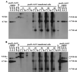 FIG. 4. The AAV2 recombinant vsubmonomer-length replicative-form DNA and single-stranded DNA was made using a 4.6-kbfragment from pthe(which are both 9.4 kb, we used a 9.8-kbSouthern blotting using a probe corresponding to the AAV2lane