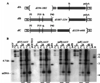 FIG. 6. Short recombinant AAV2 molecules are deﬁcient for the accumulation of single-stranded DNA