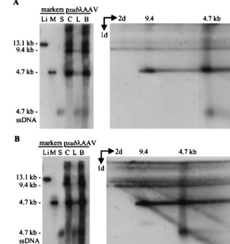 FIG. 7. AAV2 recombinant v-AAV2. For panel B, the markers werepa 4.6-kb9.7-kbdenatured (lane S)
