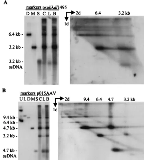 FIG. 9. Replication of AAV2 DNA. AAV2 virions contain a linear single-stranded DNA, which is converted to a double-stranded monomer-length repli-
