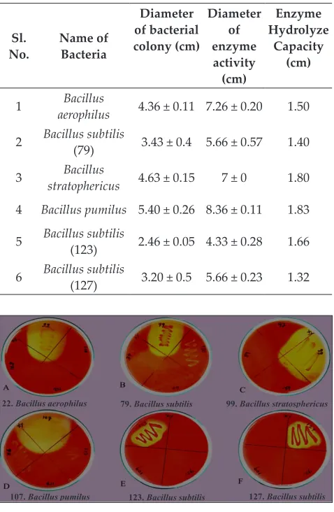 Table 1: Bacterial xylanase enzyme activity on xylan substrate agar medium