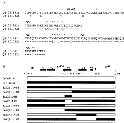 FIG. 4. Structure of chimeric Env created from R5 and multitropic Env from patient SC24