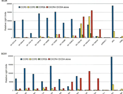 FIG. 2. Fusogenic activity of Env encoded by molecular clones from sequential isolates from SC24 and SC51