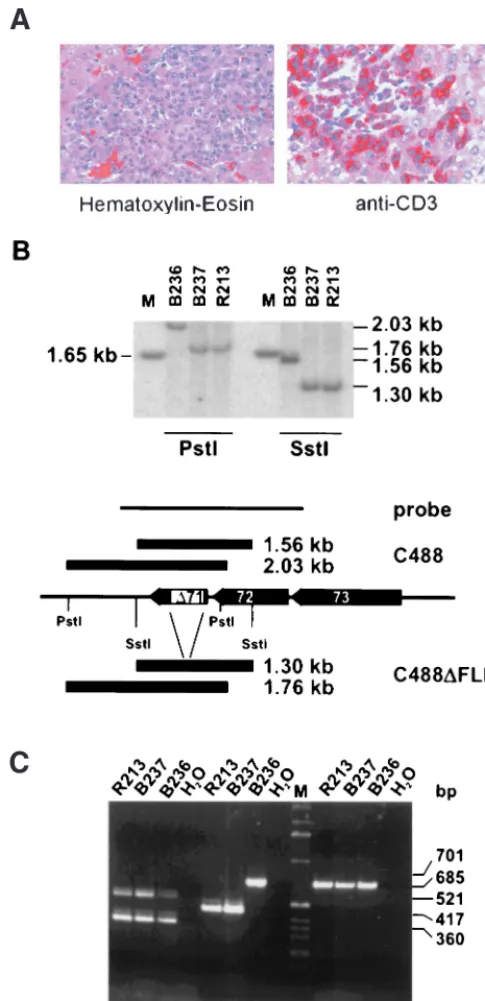 FIG. 4. Expression of vFLIP in different cell lines. Total RNA was used foran ORF71-speciﬁc RT-PCR